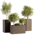 Lush Green Bonsai Trees in Modern Square Brown Planters with Varied Heights