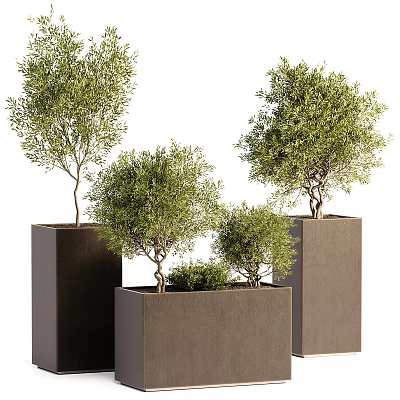 Lush Green Bonsai Trees in Modern Square Brown Planters with Varied Heights 3d model