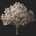 Lavender Flowering Arbor with Lush Canopy and Human Figure for Scale