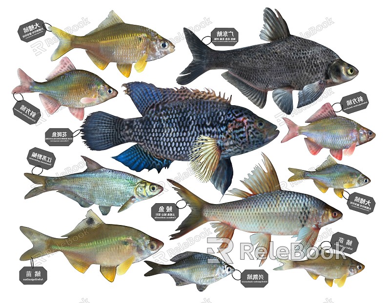 Modern Fish model