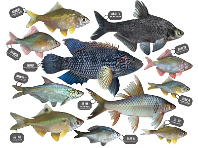 Various Freshwater Fish Species Including Silver Carp Bighead Carp Grass Carp And Crucian Carp 3d model