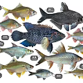 Various Freshwater Fish Species Including Silver Carp Bighead Carp Grass Carp And Crucian Carp
