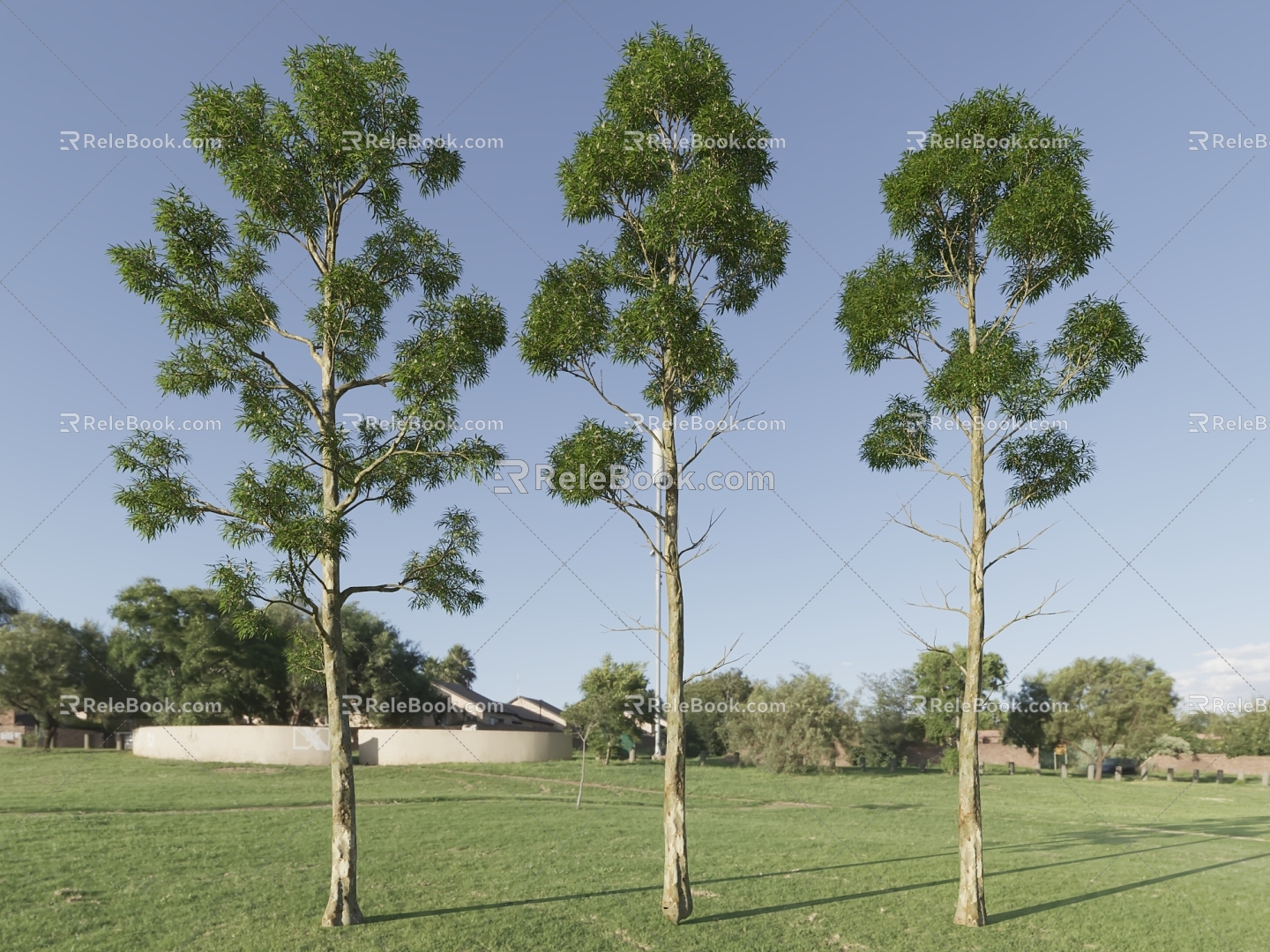 tall tree big tree pine tree cypress street tree park tree landscape tree model