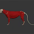 Detailed 3D Dog Anatomy Model Showing Skeleton Muscles And Internal Organs