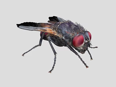 flies insects four pests fruit flies 3d model