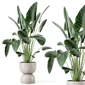 Lush Indoor Potted Plants with Large Green Leaves in White Ceramic Planters