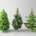 Three Different Types of Green Trees with Varied Foliage and Shapes