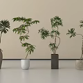 Various Bonsai Potted Plants in Different Ceramic and Marble Planters 3d model