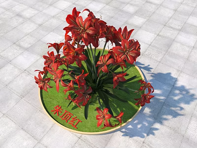 Red Amaryllis Flowers in Round Pot with Green Base and Square Tiled Ground 3d model