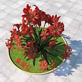 Red Amaryllis Flowers in Round Pot with Green Base and Square Tiled Ground