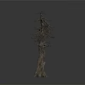 Dead Tree With Thick Trunk And Dry Branches And No Leaves Isolated On White Background