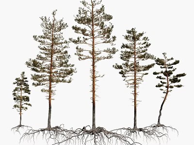 Various Heights Trees with Exposed Root Systems Growing Naturally 3d model