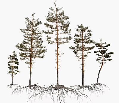 Various Heights Trees with Exposed Root Systems Growing Naturally 3d model