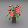 Beautiful Potted Plant With Red Flowers Green Leaves And Black Square Pot
