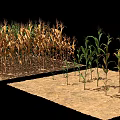 Rows of Green and Yellow Corn Plants Standing Against Black Background