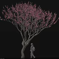 Arbor With Blooming Pink Flowers Curved Trunk And Person Walking Against Dark Background