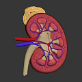 3D Human Kidney Anatomy Model With Blood Vessels Adrenal Gland And Internal Structure
