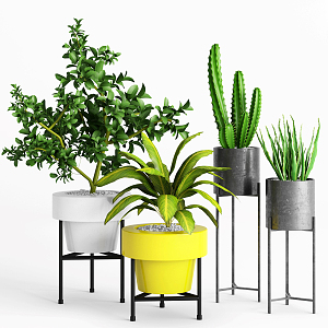 Modern Potted Plant Indoor Bonsai 3d model