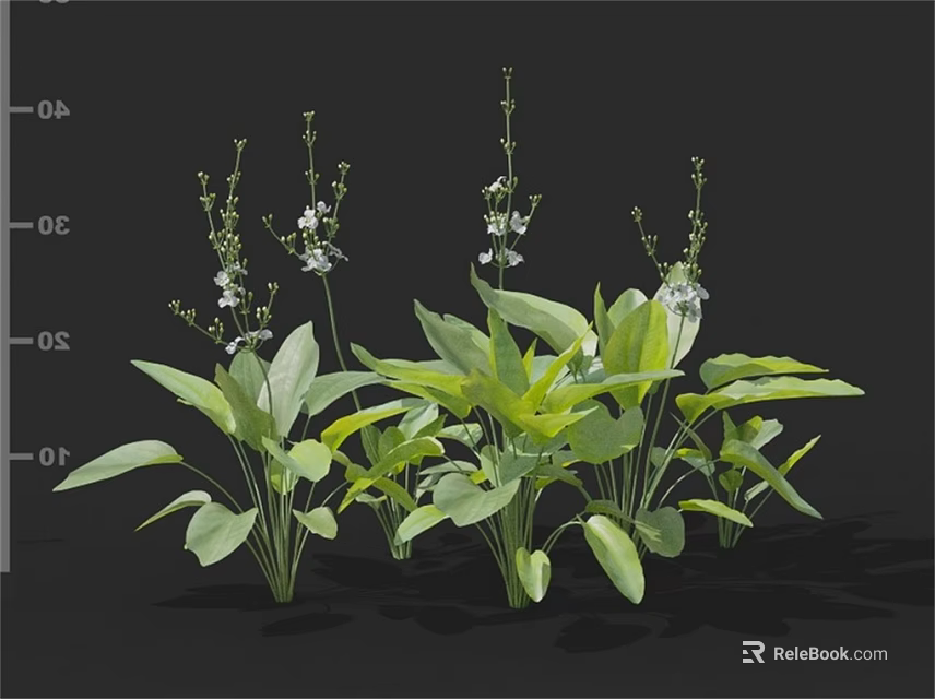 Lush Green Plants With Broad Leaves And Small White Flowers Cluster 3d model 