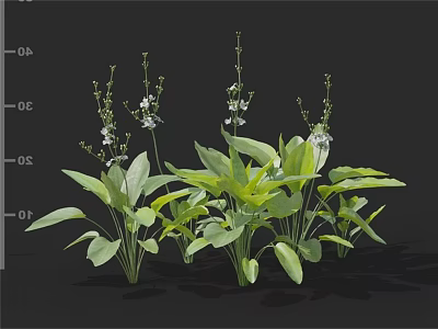 Lush Green Plants With Broad Leaves And Small White Flowers Cluster 3d model