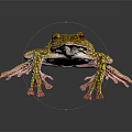 Vibrant Yellow Green Spotted Frog with Pink Legs and Red Eyes on Dark Background