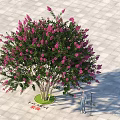 Arbor With Pink Flowers And Green Leaves On Gray Square Tiles People Measuring Height