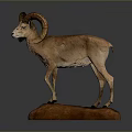 Mounted Ram Taxidermy Display With Curved Horns On Wooden Base