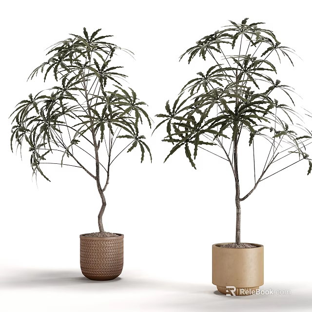 Two Bonsai Potted Plants With Lush Leaves In Woven Basket And Cylindrical Planter 3d model 
