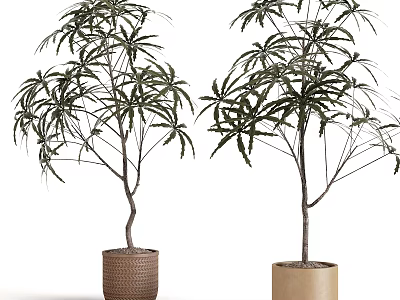 Two Bonsai Potted Plants With Lush Leaves In Woven Basket And Cylindrical Planter 3d model