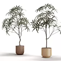 Two Bonsai Potted Plants With Lush Leaves In Woven Basket And Cylindrical Planter