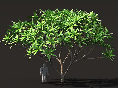 Large Green Leafy Tree With Thick Trunk And Human Figure For Scale 3d model