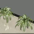 Two Lush Green Potted Plants With Feathery Leaves On Light Colored Floor Against White Wall