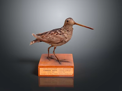 Taxidermy Bird Specimen Standing on Wooden Base With Labeled Plaque 3d model