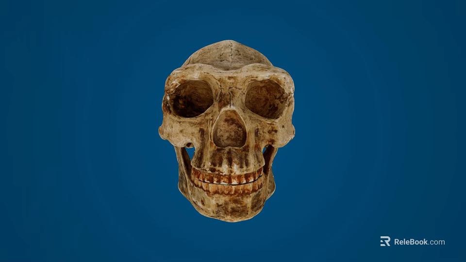 Ancient Human Skull Displayed Against Blue Background With Detailed Bone Structure 3d model 