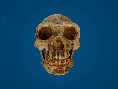 Ancient Human Skull Displayed Against Blue Background With Detailed Bone Structure 3d model