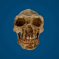 Ancient Human Skull Displayed Against Blue Background With Detailed Bone Structure
