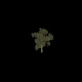 Tall Lush Green Tree With Dense Foliage And Human Silhouette For Height