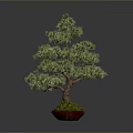 Bonsai Pine Tree With Lush Green Foliage In Red Pot On Isolated Background
