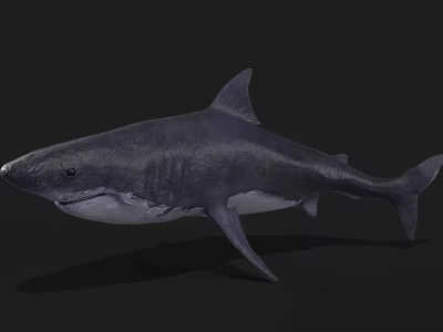 Detailed Realistic Great White Shark Marine Animal Underwater Predator 3d model