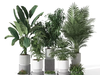 Various Green Leafy Potted Plants In Decorative White And Gray Pots For Indoor Decoration 3d model
