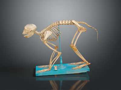 Animal Skeleton Organ Model Display with Detailed Bone Structure on Blue Base Stand 3d model