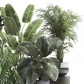 Indoor Potted Plants With Various Large Leaf Varieties In Decorative Planters For Home Decor