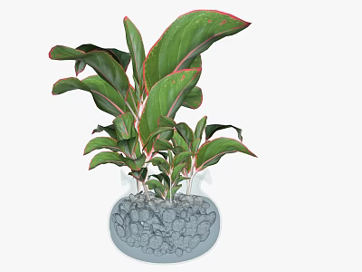Bonsai Plant With Green Leaves Red Edges In Transparent Pot Gray Stones 3d model