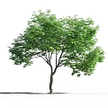 Lush Green Arbor With Foliage And Single Trunk Beside Woman Silhouette On White Background