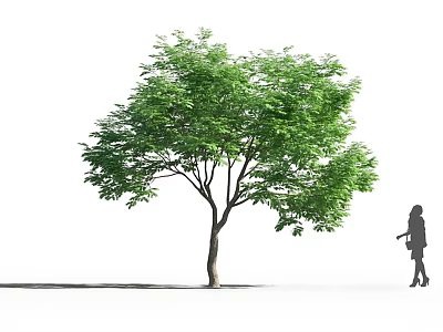 Lush Green Arbor With Foliage And Single Trunk Beside Woman Silhouette On White Background 3d model