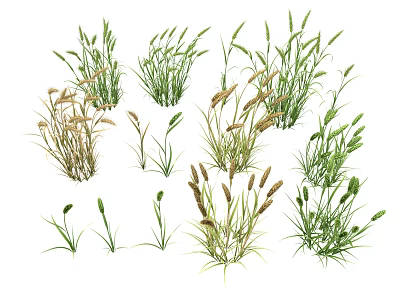 Various Natural Grass Plants With Green And Brown Foliage For Garden Landscaping 3d model