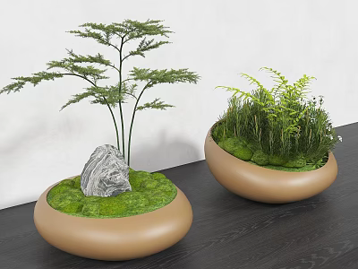 Bonsai Potted Plants in Light Brown Oval Pots with Stone Moss Ferns on Dark Tabletop 3d model