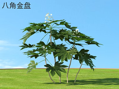 Fatsia Japonica Shrub With Large Palmate Leaves White Flowers In Green Grass Under Blue Sky 3d model