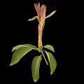 Green Leafy Plant With Pinkish Red Buds And Yellow Stem On Black Background