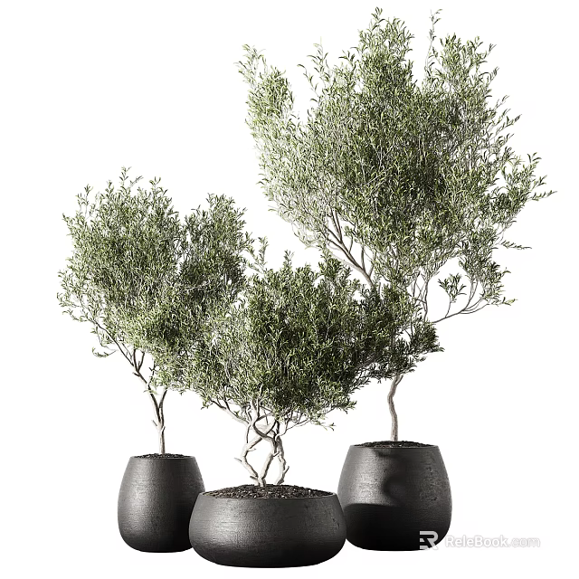 Lush Green Bonsai Potted Plants In Black Ceramic Pots For Stylish Indoor Decor 3d model 